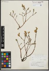 Foto von Salix repens subsp. repens L.